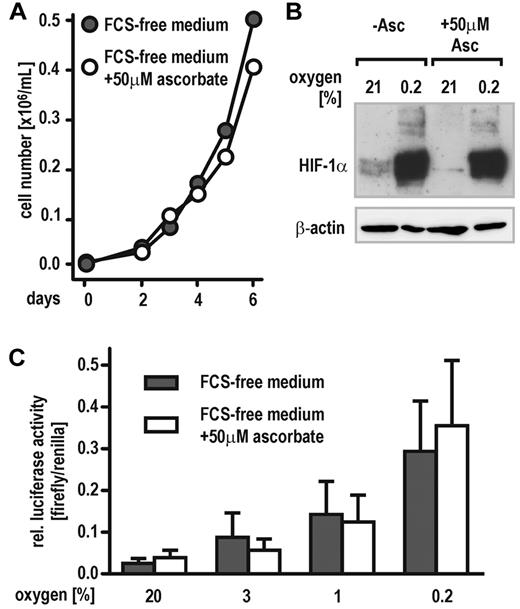 Figure 1. Cellular oxygen sensing by the PHD-HIF pathway does not require vitamin C. (A) Proliferation of HeLa cells growing in FCS-free, chemically defined medium containing either no or 50μM ascorbate. (B) Stabilization of HIF-1α protein in HeLa cells maintained in FCS-free medium containing either no (−Asc.) or 50μM ascorbate. Cells were exposed to 21% and 0.2% oxygen for 6 hours, and then protein levels were analyzed by immunoblotting. (C) Induction of HIF-dependent luciferase activity (pH3SVL vector) in HeLa cells maintained in FCS-free medium containing either no or 50μM ascorbate and exposed to 0.2% to 21% oxygen for 24 hours.