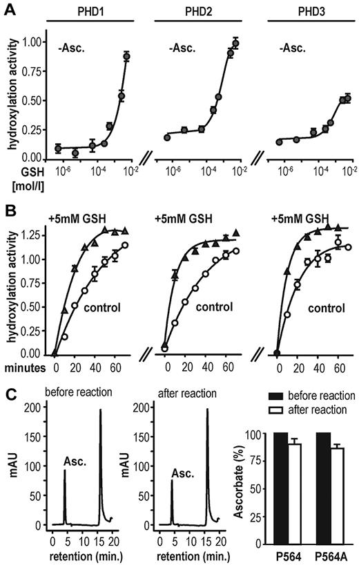 Figure 2. GSH substitutes for vitamin C as a cofactor in HIF-1α hydroxylation in vitro. (A) GSH can enhance PHD hydroxylation activity in the absence of ascorbate (−Asc.) in a dose-dependent manner. Hydroxylation activity was determined using a multiwell VBC binding assay. (B) PHD-dependent hydroxylation reaction rate in the presence of 2mM ascorbate (control) or 2mM ascorbate combined with 5mM GSH (+5mM GSH). Shown are mean values ± SEM of triplicates. (C) Ascorbate determination by HPLC before and after 1 hour of PHD2-dependent hydroxylation reaction (left panels). Ascorbate content is only slightly decreased after 1 hour of incubation and independent of target hydroxylation (right panel). Shown are mean values ± SEM of 3 independent experiments normalized to values measured at time point zero.