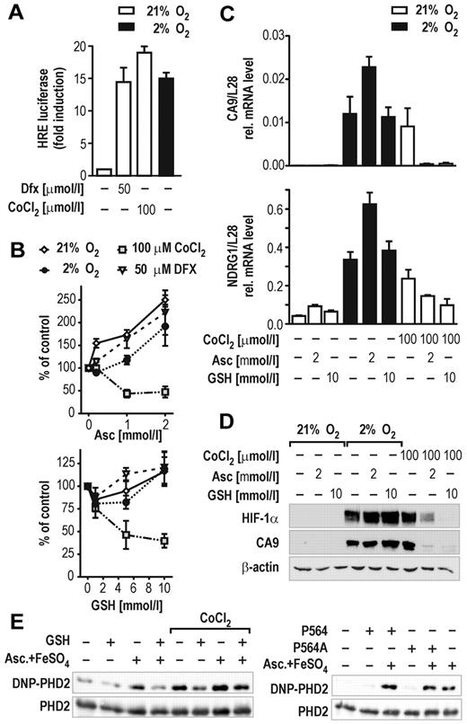 Figure 3. GSH impairs HIF activation in cells. (A) Induction of HIF-dependent luciferase reporter gene activity in stably transfected HRG1 hepatoma cells by 2% O2, 50μM Dfx, or 100μM CoCl2 for 24 hours. (B) Effects of ascorbate (Asc, 0.2-2mM; top panel) or GSH (1-10mM; bottom panel) in combination with hypoxia, Dfx, or CoCl2 treatment on HIF-dependent luciferase activity relative to the protein concentration of the lysates. Shown are mean values ± SEM of 3 independent experiments normalized to the reporter activity in the absence of either ascorbate or GSH (control). (C) CA9 and NDRG1 HIF target gene mRNA levels in HRG1 cells after treatment with 2mM ascorbate or 10mM GSH combined with 2% O2 or 100μM CoCl2 for 24 hours. Shown are mean values ± SEM of 3 independent experiments relative to the mRNA content of ribosomal protein L28. (D) HIF-1α and CA9 protein levels in HRG1 cells after treatment with 2mM ascorbate or 10mM GSH combined with 2% O2 or 100μM CoCl2. (E) OxyBlot analyses of recombinant PHD2 protein carbonylation. GSH (5mM) reduced PHD2 carbonylation by either 2mM ascorbate/10μM FeSO4 or 100μM CoCl2 (left panel). PHD2 oxidation is independent of target hydroxylation as shown by using a wild-type or a Pro564Ala mutant HIF-1α hydroxyl-proline acceptor peptide in in vitro hydroxylation reactions (right panel).