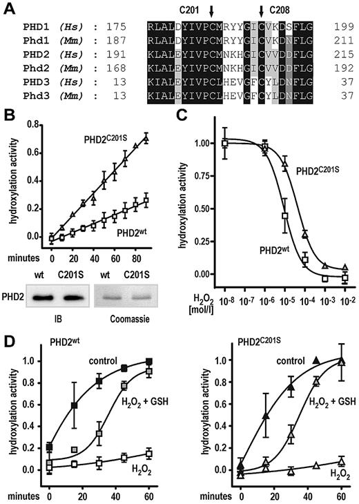 Figure 4. A Cys201Ser mutation enhances PHD2-dependent hydroxylation reaction rate and protects from protein oxidation. (A) Conservation of cysteine residues (Cys201 and Cys208 in human PHD2) in all 3 human (Hs) and mouse (Mm) PHD isoforms. (B) Increased reaction rate of Cys201Ser mutant PHD2 as measured by the hydroxylation-dependent VBC binding assay. Shown are mean values ± SEM of 3 independent experiments. Linear regression analyses were performed, revealing highly different slopes (P < .0001). (C) The Cys201Ser mutation confers resistance of PHD2 to H2O2-mediated inhibition of hydroxylation activity. Shown are mean values ± SEM of a representative experiment performed in triplicates. (D) GSH can rescue PHD2 wild type and Cys201Ser hydroxylation activities after H2O2-mediated enzyme damage. In brief, enzyme preparations were preincubated with 1mM H2O2 for 30 minutes (H2O2) or left untreated for a similar period (control). For rescue experiments, enzymes after H2O2 treatment were incubated with 5mM GSH (H2O2 + GSH) for 15 minutes. Hydroxylation reactions were carried out at standard assay conditions for 60 minutes. Note that all reactions contained 2mM ascorbate freshly added when hydroxylation reactions were started. Data are given as mean values ± SEM of 3 independent experiments normalized to hydroxylation activities of control reactions obtained after 60 minutes.
