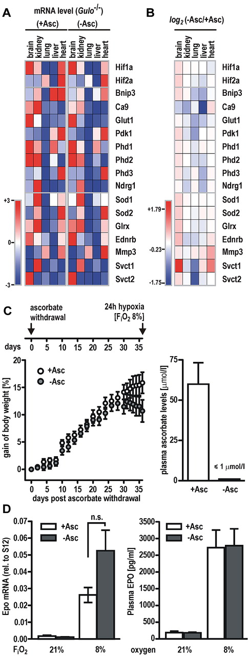 Figure 5. Hypoxic response is fully functional in vitamin C–depleted Gulo−/− mice. Gulo−/− male mice received a diet with (+Asc) or without (−Asc) ascorbate for 5 weeks. (A) Transcript levels of HIF target genes (Bnip3, Ca9, Glut1, Pdk1, Phd2, Phd2, Phd3, and Ndrg1) as well as genes involved in antioxidative defense (Sod1, Sod2, and Glrx), the ascorbate transporters Svct1 and Svct2, or oxygen-independent genes (Ednrb, Mmp3, and Phd1) were quantified by RT-qPCR in brain, kidney, lung, liver, and heart. Values are expressed relative to S12 mRNA levels and visualized in a heatmap (Genepattern; Broad Institute). Lowest and highest mRNA levels of each gene were arbitrarily defined as −3 (dark blue) and +3 (dark red), respectively. (B) Heatmap of gene expression changes following a vitamin C–deficient diet. Log2 (−Asc/+Asc) ratios revealed that the majority of HIF target genes remained either unchanged or showed a slightly reduced expression pattern. Data ranged from −1.75 (dark blue) and +1.79 (dark red), respectively. (C) Scheme depicting the experimental setup for hypoxic experiments with vitamin C–depleted Gulo−/− animals (top panel). Relative gain of body weight of Gulo−/− mice (n = 11 animals per group) after ascorbate withdrawal (−Asc) or ascorbate supplementation (+Asc) for 36 days (left panel). Ascorbate levels in the plasma of Gulo−/− mice (n = 6 animals per group) after 5 weeks of ascorbate withdrawal compared with mice kept on an ascorbate-supplemented diet (right panel). (D) Epo mRNA (left panel) and circulating EPO protein (right panel) levels in Gulo−/− mice maintained on a diet with (+Asc) or without (−Asc) for 5 weeks followed by exposure to 8% or 21% oxygen for 24 hours. Data represent mean values ± SEM derived from at least 5 animals per group; n.s., indicates not significant.
