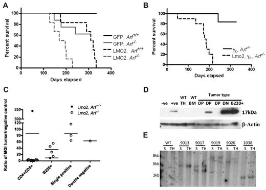 Figure 1. Lmo2 collaborates with the loss of p19Arf to accelerate tumorigenesis. (A) Kaplan-Meier curves showing survival of mice transplanted with GFP, Arf+/+ (n = 5), GFP, Arf−/− (n = 8), Lmo2-GFP, Arf+/+ (n = 6), and Lmo2-GFP, Arf−/− (n = 6) bone marrow cells. The median survival for mice receiving Lmo2-GFP, Arf+/+ donor cells was 314.5 days and that for mice receiving for Lmo2-GFP, Arf−/− donor cells was 182.5 days. The differences in median survival were significant (P < .0049). (B) Kaplan-Meier curves showing survival of mice transplanted with γc-GFP, Arf−/− (n = 6) versus γc, Lmo2-GFP, Arf−/− (n = 10) donor bone marrow cells. The median survival for mice receiving γc, Lmo2-GFP, Arf−/− cells was 181.5 days. (C) Ratio of mean GFP intensity (MGI) in the Lmo2-GFP, Arf+/+, Lmo2-GFP, Arf−/− tumor populations normalized to the negative control. The MGI of each mouse was determined from the organ with the highest tumor cell population. (D) Levels of Lmo2 present in extracts of double-positive (DP) and double-negative (DN), T-cell tumors from animals transplanted in panels A and B were assessed by immunoblotting. A goat polyclonal antiserum to Lmo2 was used at a 1:500 dilution. β-actin was used as the loading control. (E) Southern blot demonstrating clonal retroviral insertions in the DNA of T-cell tumors in spleen (S) and thymus (T) of representative mice that received Lmo2-mCherry, Arf−/− donor cells. DNA was digested with EcoRI, which cuts on one side of the radiolabeled mCherry probe fragment and gives a unique band size for each integration event.