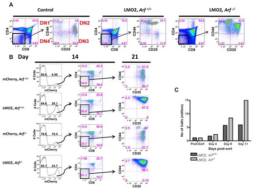 Figure 2. Lmo2 impedes thymocyte maturation at the DN2 stage. (A) Bone marrow cells from Arf+/+ and Arf−/− animals were transduced with Lmo2-mCherry and transplanted into lethally irradiated recipient animals. At 91 days after transplantation, mice were killed and thymocytes were analyzed by fluorescence-activated flow cytometry for mature (CD4 and CD8) and immature (CD44 and CD25) T-cell markers. The control was a normal age-matched thymus stained for the same markers. (B) Antibody-dependent microbead-mediated depletion was used to remove the double-positive (CD4+CD8+) and single-positive (CD4+ and CD8+) cells from the thymus of 3 Arf+/+ and 3 Arf−/− animals. The remaining double-negative thymocytes were transduced with either MSCV-IRES-mCherry or MSCV-Lmo2-IRES-mCherry. Transduced thymocytes were cultured in vitro on OP9-DL1 stromal cells together with IL-7 and FLT-3 ligand. After 14 days, transduced thymocytes expressing mCherry were immunostained as in panel A, sorted to obtain the DN2 population (CD44+CD25+), and replated at the same density on OP9-DL1 stromal cells. Seven days later, cells were reanalyzed by flow cytometry for the same markers. (C) The absolute number of cells in Lmo2, Arf+/+ and Lmo2, Arf−/− populations at day 4, 8, and 11 after the sort were counted. Consistent results were obtained in 2 replicate experiments.