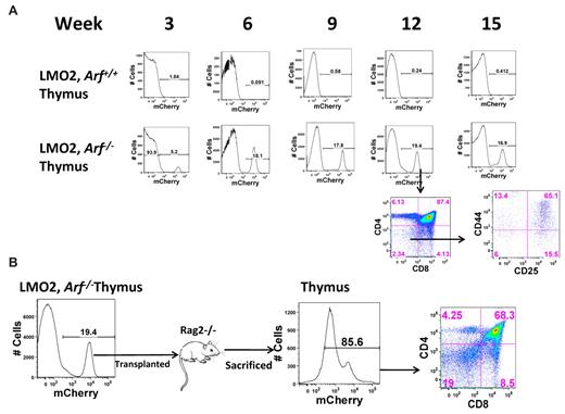 Figure 3. Only Lmo2, Arf−/− DN2 cells can engraft and self-renew in the thymus. (A) Double-negative (CD4−/CD8−) thymocytes transduced with either MSCV-IRES-mCherry or MSCV-Lmo2-IRES-mCherry were cultured in vitro on OP9-DL1 stromal cells together with IL-7 and FLT-3. After 20 days in culture, thymocytes were sorted to obtain mCherry+ DN2-stage cells, 2 × 105 of which were transplanted into lethally irradiated mice together with 2 × 105 bone marrow cells. At 3 weekly intervals after transplantation, mice were killed and their thymi analyzed for the presence of transduced mCherry+cells. Each thymus was stained for mature (CD4 and CD8) and immature (CD44 and CD25) thymocyte markers. The lower panels illustrate results with mCherry-marked cells at week 12. (B) Sterile-sorted mCherry+ cells (2 × 105) collected from the mouse killed on week 12 illustrated in panel A were transplanted into γC−/−, Rag1−/− mice. Nine weeks after transplantation, an animal was killed, and the thymus was analyzed for the presence of mCherry+ T cells expressing CD4 and CD8.