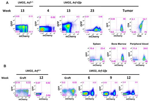 Figure 4. Analysis of activation of the Arf locus at various stages of tumorigenesis. (A) Bone marrow cells from Arf+/+ mice (controls) and ArfGfp/Gfp knock-in mice (functionally Arf-null) were transduced with MSCV-Lmo2-IRES-mCherry and transplanted back into lethally irradiated wild-type recipients. Between weeks 4 and 23 after transplantation, individual animals were killed from each cohort of recipients, their thymi removed, and thymocytes analyzed for expression of GFP and mCherry by flow cytometry. Only a small fraction of mCherry+ cells expressed GFP by 13 weeks after transplantation. An example of GFP activation in a thymic tumor arising 24 weeks after transplantation is illustrated at the right. GFP-positive cells were also detected in the spleen, bone marrow, and peripheral blood of this mouse. (B) CD4−/CD8− double-negative Arf+/+ and ArfGfp/Gfp thymocytes transduced with either MSCV-IRES-mCherry or MSCV-Lmo2-IRES-mCherry were cultured in vitro on OP9-DL1 stromal cells together with IL-7 and FLT-3 ligand. After 20 days in culture, thymocytes were sorted to recover mCherry+ cells at the DN2 stage. DN2 mCherry+ thymocytes (2 × 105) were transplanted into lethally irradiated mice together with 2 × 105 bone marrow cells. The panels show the cultured thymocytes in the graft before sorting and then from thymi harvested between 6 and 12 weeks after transplantation and analyzed for the presence of mCherry and GFP.