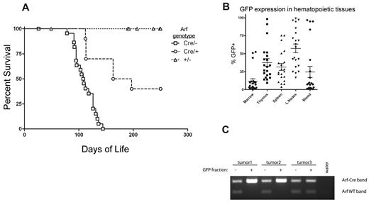 Figure 6. T-cell malignancies result from Notch activation after “spontaneous” Arf promoter engagement. (A) Survival of cohorts of ArfCre/+; Rosa26LSL-Notch (n = 10) and ArfCre/−; Rosa26LSL-Notch (n = 23) mice developing T-cell tumors, compared with tumor-free Arf+/−; Rosa26LSL-Notch littermates (n = 24). The differences in median survival of the ArfCre/+; Rosa26LSL-Notch mice (180 days) versus ArfCre/−; Rosa26LSL-Notch mice (109 days) were statistically significant by log-rank test (P = .0002), indicating that biallelic Arf inactivation accelerates disease onset. (B) Cre-mediated activation of the knock-in Notch allele results in coexpression of IRES-GFP. GFP expression in the hematopoietic and lymphoid tissues of 21 Arf Cre/−; Rosa26LSL-Notch mice killed after developing overt clinical disease was assayed by flow cytometry. (C) Spleen cells from ArfCre/+; Rosa-LSL-Notch mice with clinical disease were sorted into GFP+ and GFP− fractions. Genomic DNA from these fractions was subjected to PCR using primers specific for the ArfCre and Arf+ alleles. Two GFP+ samples exhibited virtually complete loss of heterozygosity.