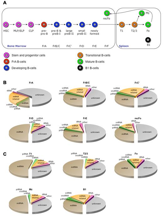 Figure 1. The B2 B-cell lineage and the ncRNA classes present in the depicted developmental stages. (A) A simplified scheme of B2 B-cell development (see supplemental Materials and Methods). Four different ncRNA databases were sequentially queried with our sequencing libraries. Fractions isolated from the BM are shown (B), and (C) depicts the spleen-derived fractions. Pie charts represent the distribution of 8 different classes of small RNAs: unknown indicates not annotated; miRNA, micro-RNA; piRNA, Piwi-interacting RNA; snoRNA, small nucleolar RNA; snRNA, small nuclear RNA; mRNA related, messenger RNA related; tRNA, transfer RNA; and other, other ncRNAs. In general, the distributions are similar to those described in other studies. MLP indicates multipotent lymphoid progenitor; ELP, early lymphoid progenitor; and CLP, common lymphoid progenitor.
