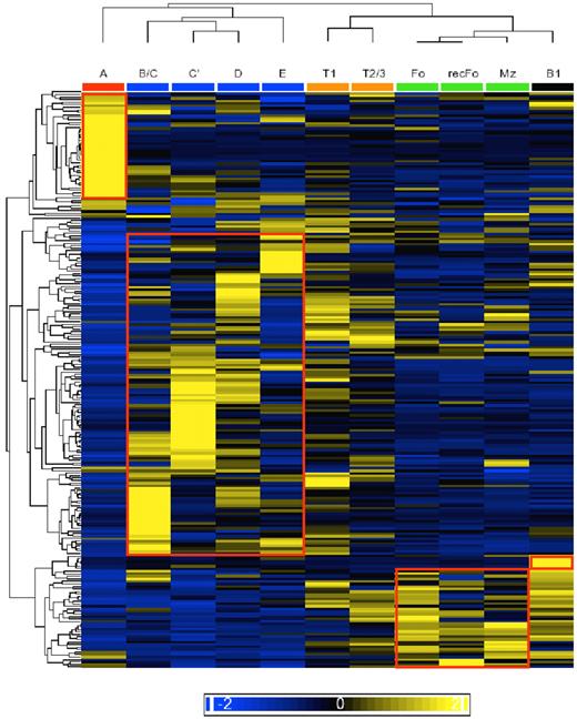 Figure 4. Hierarchical clustering of miRNA expression frequencies. Unsupervised clustering of the miRNA profiles arranged the cell fractions according to the model of B-cell development (dendrogram on top). The red boxes accentuate clusters of miRNAs that seem to be specific to the indicated stage(s). The colored scale bar represents standard deviations from the mean.