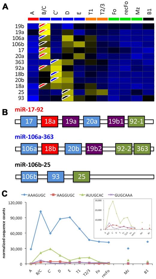 Figure 6. Expression analysis of oncomir-1/miR-17-92 and its paralogs miR-106a-363 and miR-106b-25. (A) Hierarchical clustering of the miRNA expression frequencies. The flags (red indicates oncomir-1/miR-17-92; blue, miR-106a-363; and black, miR-106b-25) show where each miRNA is induced. The results suggest sequential expression of the 3 clusters in consecutive developmental stages. (B) The architecture of the paralogs. Similarly colored miRNAs within each cluster have identical seed sequences. (C) The summed counts for each seed family are shown (inset is a rescaling of the last 3 seed families), suggesting biphasic expression of the seed families.