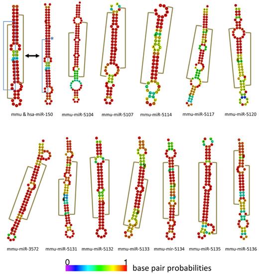 Figure 7. Novel miRNAs with associated miRNA* sequences. New miRNA/miRNA* hairpin structures are depicted with miR-150 as a control. The blue brackets encompass the generic miRNA sequence as found in miRBase.25 The brown brackets represent the discrete regions that are hit by the sequences in our libraries. The blue stars indicate where the human sequence differs from the mouse sequence.