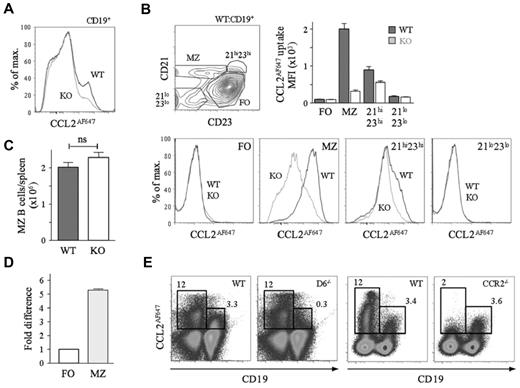 Figure 1. MZ B cells express active D6. (A) Overlaid CCL2AF647 uptake histograms of WT (black) and KO (gray) CD19+ splenocytes. (B) Dot plot showing fractionation of WT CD19+ splenocytes using anti-CD21 and anti-CD23 and overlaid CCL2AF647 uptake histogram plots from WT (black) and KO (gray) subsets. Bar graph shows the average mean fluorescence intensity (MFI) ± SEM of CCL2AF647 uptake by each subset. (C) Mean number ± SEM of MZ B cells (CD19+CD23loCD21hi) per WT and KO spleen (n = 18 per strain). ns indicates not significant (D) D6 mRNA expression by FACS-purified WT splenic FO and MZ B cells. FO cells were set to 1. (E) CCL2AF647 uptake profiles of D6-deficient (D6−/−) and CCR2-deficient (CCR2−/−) CD19+ and CD19− splenocytes alongside WT samples prepared in parallel. Boxes highlight cells with specific CCL2AF647 uptake based on controls performed in the absence of CCL2AF647. Flow cytometric profiles are representative of data generated from > 3 mice per genotype per experiment, with experiments repeated at least 3 times.