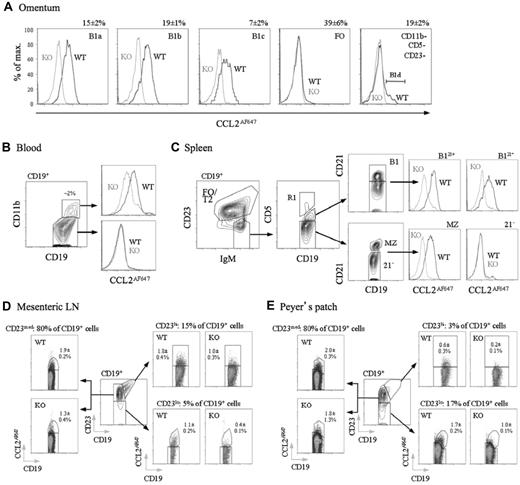 Figure 5. D6active B1 cells in omentum, blood, spleen, mesenteric lymph node, and Peyer patches. (A) Overlaid CCL2AF647 uptake profiles for WT (black) and D6-deficient (KO, gray) omental CD19+ B-cell subsets (identified using Abs against CD5, CD11b, and CD23 as in the analysis of peritoneal cavity lavage cells). Numbers above plots show proportion of retrieved CD19+ cells in each subset in WT mice (means ± SEM). B1d cells (CD19+CD11b−CD5−CD23−D6active) are indicated in the far right plot. (B) Contour plot showing CD11b expression on CD19+ blood cells with the proportion of CD19+ CD11b+ cells indicated. Overlaid CCL2AF647 uptake profiles are shown in the right panels (WT, black; D6-deficient (KO), gray). (C) Contour plots showing gating of CD19+ splenocytes for FO/T2 cells, MZ B cells, and B1 cells fractionated into CD21+ (B121+) and CD21− (B121−) subsets. Events in gate R1 (CD5hi) are rare T/B-cell conjugates and were excluded. The CD19+IgMhiCD23loCD5−CD21− population, containing T1 progenitors, are labeled ‘21−'. The overlaid histograms show CCL2AF647 uptake profiles for WT (black) and D6-deficient (KO; gray) subsets. (D-E) CD19+ cells in mesenteric lymph node and pooled Peyer patches fractionated into CD23lo, CD23med, and CD23hi subsets (central dot plot in each figure). Subset size, as a proportion of retrieved WT CD19+ cells, is indicated above each CCL2AF647 uptake dot plot. The mean ± SEM of CCL2AF647-positive cells (as a proportion of retrieved CD19+ cells) is indicated on each plot. All data are representative of experiments repeated 2-5 times.