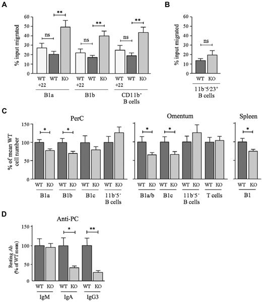 Figure 7. Impact of D6 deficiency on B1-cell motility, B1-cell abundance, and serum anti-PC levels. (A) WT and D6-deficient (KO) peritoneal cavity B cells that migrated in response to 100nM CXCL13 plus 50nM CCL22 where indicated (+22) were enumerated by flow cytometry after staining with antibodies against CD19, CD11b, and CD5. Data are representative of at least 3 experiments. (B) Proportion of WT and KO peritoneal cavity CD5−CD11b−CD23+ B cells migrating toward 100nM CXCL13. A repeat experiment generated similar results. In panels A and B, data are presented as the mean number of live cells migrated (as percentage of input) ± SEM from at least 4 replicates. (C) Number of cells in the indicated B-cell subsets in peritoneal cavity lavage, omentum, and spleen of WT and D6-deficient (KO) mice as a percentage ± SEM of WT (WT average set to 100%; peritoneal cavity, 26 mice per genotype; omentum, 20 mice per genotype; spleen, 6 mice per genotype). 11b−5− B cells were CD19+CD11b−CD5−; omental T cells were FSCloSSCloCD19−CD11b−CD23−CD5hi. (D) Mean quantity of anti-PC Abs ± SEM in the serum of resting WT and KO mice (9 per genotype). Mean WT levels were set to 100%. Similar data were generated in a repeat experiment. *P < .05; **P < .01; ***P < .001. ns indicates not significant.