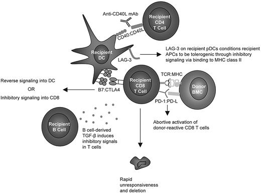Figure 7. Hypothetical model of cellular and molecular interactions required for CD8 T-cell tolerance induced by anti-CD40L and allogeneic BMT.