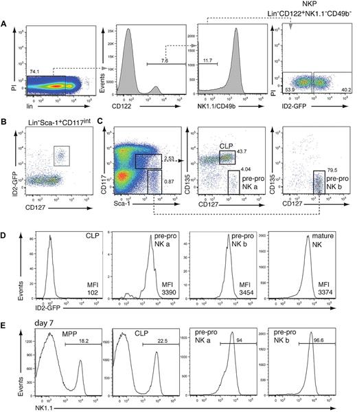 Figure 1. Analysis of ID2gfp expression in NK cell progenitors. (A) BM-derived NKP cells from Id2gfp/gfp mice, identified by their expression of CD122 and lack of NK1.1, DX5, and the lineage (lin) markers CD3, CD8, CD11b, CD19, Gr-1, and Ter119, were analyzed for ID2gfp expression (n = 3). (B) ID2gfp expression in lin−Sca-1+CD117intermediate (int) BM cells derived from Id2gfp/gfp mice (n > 5). (C-D) Expression of Sca-1, CD117, CD127, CD135, and ID2gfp within the lin− BM cells of Id2gfp/gfp mice. Progenitor populations were electronically gated as indicated (n > 5). For panels A and C, numbers in the plots indicate the percentage of cells within the boxed region. Pre-pro NK a cells represented 0.056% ± 0.017% of lin− BM cells (1893 ± 585 cells/2 femurs, n = 4) and pre-pro NK b cells represented 0.283% ± 0.115% of lin− BM cells (9614 ± 3920 cells/2 femurs, n = 4). (D) CLP (lin−Sca-1+CD117intCD127+CD135+), pre-pro NK a (lin−Sca-1+CD117intCD127+CD135−), and pre-pro NK b (lin−Sca-1+CD117−CD127+CD135−) cells (gated as in panel C) and mature NK cells (NK1.1+CD49b+) were analyzed for ID2gfp expression (n > 5). Mean fluorescence index of GFP of the indicated populations is shown. (E) Multipotent progenitors (MPP, lin−Sca1+CD117+CD135+CD127−), CLP, pre-pro NK a, and pre-pro NK b progenitor cells were sorted from Id2gfp/gfp bone marrow by flow cytometry and cultured for 7 days in IL-7 and IL-15 on OP9 stromal cells (n = 2). Numbers indicate the percentage of NK1.1+ NK cells in the cultures.