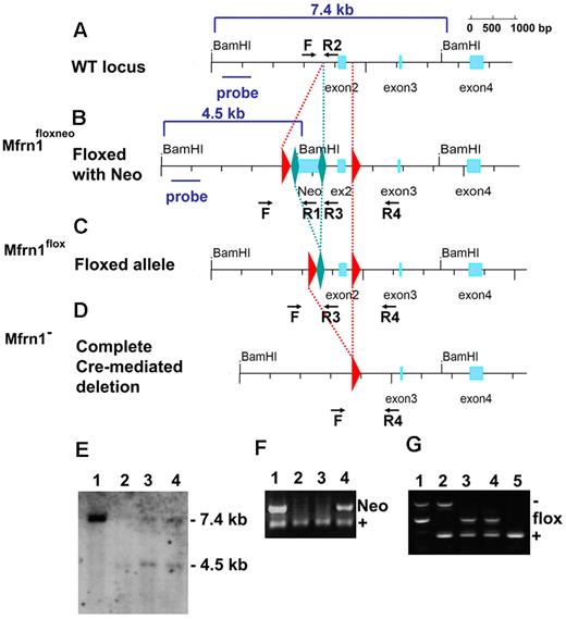 Figure 1. Generation of floxed Mfrn1 alleles. Schematic description of the wild-type Mfrn1 locus (A) and the locus after introduction of a loxP-FRT-neomycin resistance-FRT cassette in intron 1 and an additional loxP site between exons 2 and 3 (B). The position of the 5′-flanking probe used for Southern blot analysis is shown as a blue bar in panels A and B. (C) Flp recombinase–mediated excision in which the neomycin cassette was removed by FRT recombination but the coding sequence was left intact. (D) Complete Cre recombinase–mediated excision of exon 2 to inactivate the Mfrn1 gene. For panels A through D, LoxP sites are shown as red triangles and FRT sites are shown as green diamonds. (E) Southern blot analysis of the 5′ end of the locus in ES cells after BamHI digestion. Lane 1 shows the wild-type allele at 7.4 kb, and lanes 2-4 targeted recombination with a wild-type allele at 7.4 kb and a recombinant allele at 4.5 kb, as indicated in panels A and B. (F) PCR analysis of the offspring of Mfrn1floxneo/+ and Mfrn1+/+ chimeric mice. PCR was done using primers F, R1, and R2, as indicated in panels A and B. Lane 1 and lane 4 show the Mfrn1floxneo/+ genotype and lanes 2 and 3 the Mfrn1+/+ genotype. The presence of Neo (primers F × R1) gives a product of 120 bp; the absence of Neo (primers F × R2) gives a product of 60 bp. (G) PCR analysis of Cre recombinase–mediated excision of exon 2. PCR was done using primers F, R3, and R4, as indicated in panels C and D. The wild-type allele gives a product of 173 bp (primers F × R3), the flox allele gives a product of 273 bp (primers F × R3), the negative allele gives a product of 428 bp (primers F × R4), and R3 does not hybridize anymore. Lane 1 shows the Mfrn1flox/− genotype, lane 2 shows the Mfrn1+/− genotype, lanes 3 and 4 show the Mfrn1flox/+ genotype, and lane 5 shows the Mfrn1+/+ genotype.