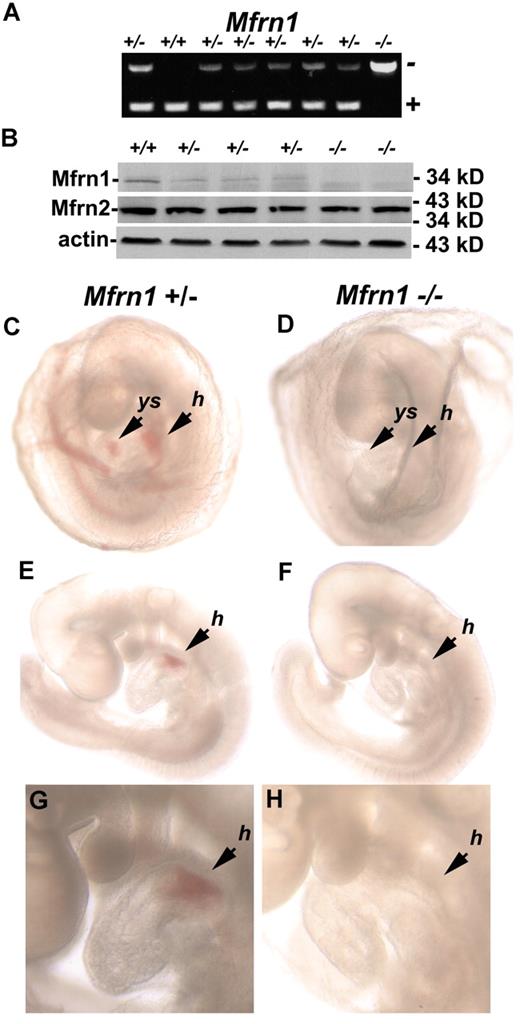 Figure 2. Embryonic lethality of a homozygous Mfrn1 deletion. (A) PCR analysis of the offspring from the breeding of Mfrn1+/− with Mfrn1+/− mice. These littermates were genotyped at E9.5. In this particular litter, 1 animal was wild-type, 6 were heterozygous, and 1 was homozygous for the Mfrn1 deletion. PCR was done using primers F, R3, and R4, as indicated in the legend to Figure 1. (B) Western blot of whole embryos probed with antibodies against Mfrn1, Mfrn2, and tubulin using peroxidase-conjugated goat anti–rabbit IgG or goat anti–mouse IgG. (C-H) Stereomicroscopy of E9.5 embryos from Mfrn1+/− × Mfrn1+/− breeding. Panels C, E, and G are the Mfrn1+/− mouse; panels D, F, and H are the Mfrn1−/− mouse. Panels C and D show embryos kept in the yolk sac, panels E and F show embryos without their yolk sac, and panels G and H are enlarged images from panels E and F. The Mfrn1−/− mouse is deprived of hemoglobin, as shown by the lack of RBCs in vasculature of the yolk sac (ys) in panel D compared with panel C, and by the hemoglobinization of the heart and the common atrial chamber of the heart (h) in panels F and H compared with Mfrn1+/− mice panels E and G.
