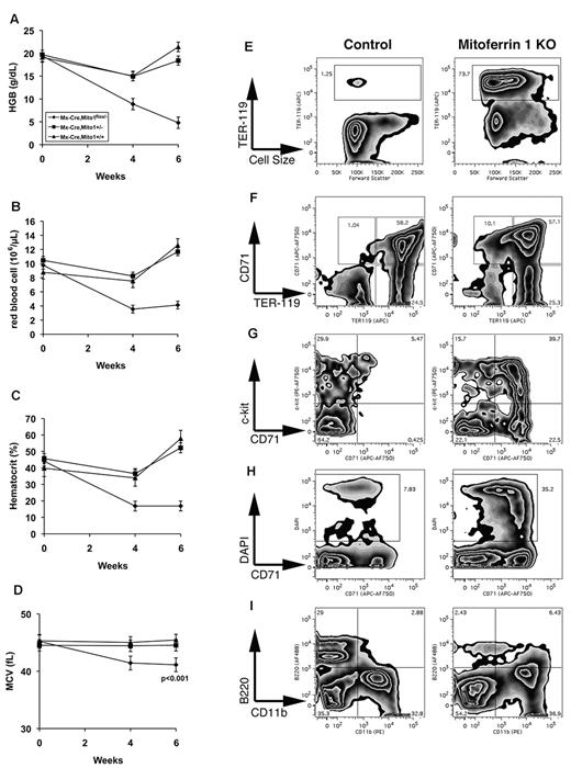 Figure 4. Changes in hematologic values after deletion of Mfrn1 in MX-Cre mice. Mice with the noted genotypes were injected with poly(I:C) to induce Cre recombinase. At times subsequent to induction of Cre, blood was taken for analysis of hemoglobin (HGB; A), RBC number (B), hematocrit (C), and MCV (D). Flow cytometric analysis of hematopoiesis in Mfrn1-knockout mice. Groups of Mx-Cre (Control) or floxed Mfrn1/Mx-Cre mice were treated with poly(I:C) and killed 8 weeks later for analysis of hematopoietic tissues. (E) Spleen cell suspensions were treated with ammonium chloride to lyse mature erythrocytes and evaluated for expression of the erythroid marker TER-119, which indicates erythroblast cells. (F-I) Bone marrow cell suspensions were isolated and evaluated for hematopoietic markers as indicated. (F) Selective gating for the hematopoietic stem and progenitor cell compartment (viable cells lacking expression of the lineage markers B220 and CD11b). Mfrn1-deleted mice exhibited increased numbers of erythroid progenitor cells (CD71+TER-119−). (G) Selective gating to exclude B220, CD11b, and TER-119+ cells. It can be seen that Mfrn1-deleted mice exhibit an increase in erythroid progenitor cells (c-kit+CD71+) and proerythroblasts (c-kit−CD71+). We also observed increased numbers of nonviable CD71+ cells (DAPI+CD71+; H) and decreased numbers of B-lineage cells based on B220 expression (I) in Mfrn1-deleted mice. Panels are representative of 6 Mfrn1-deleted mice and 9 control animals.