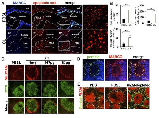 Figure 1. Marginal macrophage depletion alters apoptotic cell localization without disrupting the marginal sinus. (A) Eight- to 12-week-old female B6 mice were injected intravenously with 167 μg of CLs or an equivalent amount of PBSLs in 200 μL final volume. Forty-eight hours later the mice were injected intravenously with 108 PKH26-labeled apoptotic thymocytes. Two hours after apoptotic cell injection the spleen was removed, and 5-μm frozen sections were stained with antibodies against MARCO. The sections were examined by microscopy for localization of the apoptotic cells within the spleen. RP indicates red pulp; and PALS, periarteriolar lymphoid sheath. CL-N = 7 mice, PBSL-N = 4 mice. (B) Image analysis of PHK26 fluorescence in the PALS of MZM-depleted and control mice. Y-axis values for size are image pixels and are representative for relative signal size. Bars represent the mean values for CL-N = 7 mice, PBSL-N = 4 mice. **P < .01 as determined by the unpaired Student t test. (C) B6 mice, as in panel A, were injected with the indicated amounts of CLs or an amount of PBSLs equivalent to the highest dose of CLs administered intravenously. Forty-eight hours later spleens were collected, and 10-μm frozen sections were stained with antibodies against MadCAM-1 (red) and B220 (green). Images are representative of 5 mice/group. (D) B6 mouse splenic section (n = 3 mice/group) 2 hours after injection with 5 × 108 fluorescent microparticles administered as described in “Immunofluorescence and immunohistochemistry” and stained with antibodies against MARCO (red) and F4/80 (blue). (E) B6 mice (n = 3 mice/group) were depleted of MZMs, and microparticles were injected as described in panel D. Two hours after injection spleens were collected, and sections were examined for particle localization and stained with antibodies against B220 (red) to visualize the follicle. All images are 2-μm confocal pictures captured as described in “Immunofluorescence and immunohistochemistry” and are representative for each group. Image magnification 20×. These experiments were repeated at least twice with similar results.