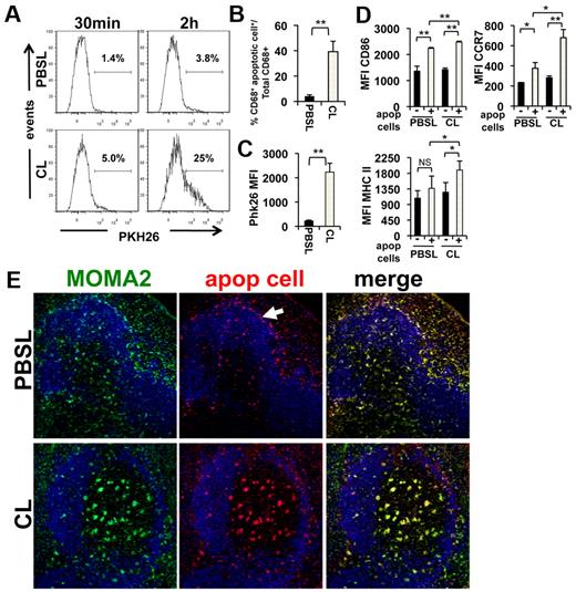 Figure 2. Apoptotic cell phagocytosis is increased in CD68+F4/80+ RP macrophages in the absence of MZMs. (A) Eight- to 12-week-old female B6 mice were injected intravenously with 167 μg of CLs or an equivalent amount of PBSLs. Forty-eight hours later 107 PKH26-labeled apoptotic thymocytes were transferred intravenously, and at 30 minutes and 2 hours after apoptotic cell injection CD68+F/480+ macrophages were assessed for cell uptake. Histograms are representative for 5 mice/group enumerated in panel B. (C) Relative PKH26 fluorescence intensity for the CD68+F/480+PKH26+ macrophage populations depicted in panel A 2 hours after apoptotic thymocyte administration. MFI indicates mean fluorescence intensity; n = 5 mice/group. (D) Relative expression of the surface antigens CD86, MHCII, and CCR7 was examined in CD68+F4/80+ macrophages by FACS analysis in mice treated as described in panel A at 2 hours after apoptotic cell injection. Values were parsed on the basis of PKH26 fluorescence, which was indicative of apoptotic cell phagocytosis. Bars represent the mean value of 5 samples ± SD. (E) Spleens from mice treated as in panel A were collected at 2 hours after apoptotic cell injection. Frozen sections (5 μm) were stained with antibodies against the macrophage marker MOMA2 and examined for localization of macrophages and apoptotic material by fluorescent microscopy. Arrow highlights area of apoptotic cell capture in the MZ zone in PBSL control spleens which is absent in CL-treated splenic sections. Images are representative for 3 mice/group. Image magnification 20×. All experiments were repeated multiple times with similar results. *P < .05 and **P < .01 as determined by the unpaired Student t test.