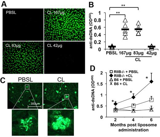 Figure 4. In the absence of MZMs systemic autoimmunity is accelerated in SLE-prone mice. Four-week-old female lupus-prone B6.fcgr2b−/− mice were injected with the indicated amounts of CLs in a final volume of 200 μL once a week for a period of 2 months. At the experimental end point sera was collected and assessed for the spontaneous development of serum ANA reactivity (A) or IgG autoantibodies against dsDNA (B) as described in “Autoantibody detection.” (C) Kidney from female B6.fcgr2b−/− mice treated as in panel A with 167 μg of CLs or an equivalent amount of PBSLs were snap-frozen, and 5-μm sections were stained with anti–mouse IgG FITC to determine the extent of IgG immune complex deposition. Image magnification 20×. (D) Four-week-old female B6 and B6.fcgr2b−/− mice were intravenously administered 167 μg of CLs or equivalent PBSLs once a week for a period of 6 months. Sera were collected at the indicated time points and assessed for anti-dsDNA IgG reactivity as described. For all experiments, n = 5 mice/group; *P < .05 and **P < .01 as determined by the unpaired Student t test. These experiments were repeated at least twice with similar results.
