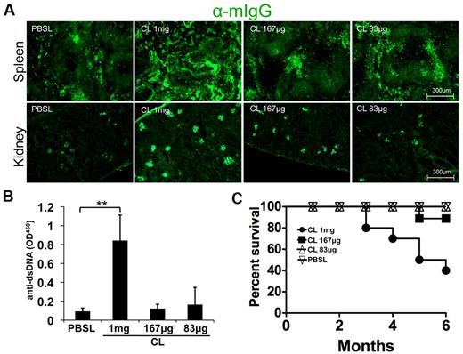 Figure 5. Chronic high-dose CLs induce spontaneous autoimmune disease in wild-type mice. Eight-week-old female C57Bl/6 mice were injected with the indicated amounts of CLs once a week for a period of 6 months. (A) frozen spleen and kidney sections (5 μm) from mice treated for 6 months as indicated were stained with anti–mouse IgG FITC to examine spleen structure, IgG production (spleen), and immune complex deposition (kidney). Image magnification 20×. (B) Sera were collected from mice after 5 months of chronic administration of the indicated amounts of CLs and examined for IgG reactivity to dsDNA by ELISA as described. (C) Survival curve for mice treated as described over the course of a 6-month exposure to CLs or PBSLs. For all experiments, n = 10 mice/group; **P < .01 as determined by the unpaired Student t test. This experiment was repeated twice with similar results.