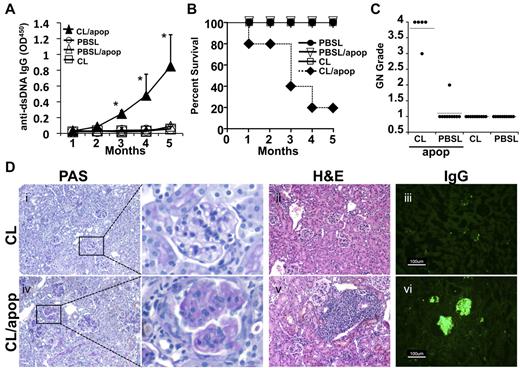 Figure 6. Absence of MZMs causes a loss of tolerance after repeated exposure to apoptotic cells. Eight-week-old female B6 mice were injected with 167 μg of CLs or an equivalent amount of control liposomes once a week for a period of 5 months. Some groups received intravenously 2 times weekly injections of 107 apoptotic thymocytes as indicated. (A) Sera were collected once monthly for a period of 5 months and examined for anti-dsDNA IgG reactivity as described elsewhere. (B) Survival curves for mice treated as described in panel A; n = 10 mice/group; *P < .05 as determined by the unpaired Student t test. (C) Kidney pathology score. H&E-stained renal sections from the from the groups described in panel A were collected at 5 months and scored for pathologic alteration as described in “Pathology.” GN indicates glomerulonephritis; n = 10 mice for all groups except CL/apop in which organs from 5 mice were examined. (D) Histology and immune complex deposition. Periodic acid Schiff reagent and H&E images from the mice examined in panel C (Di,ii,iv,v). (Diii,vi) Representative frozen renal sections from the groups indicated were stained for the presence of mouse IgG as described in “Pathology.” All images are 20× magnification. These experiments were repeated twice with similar results.