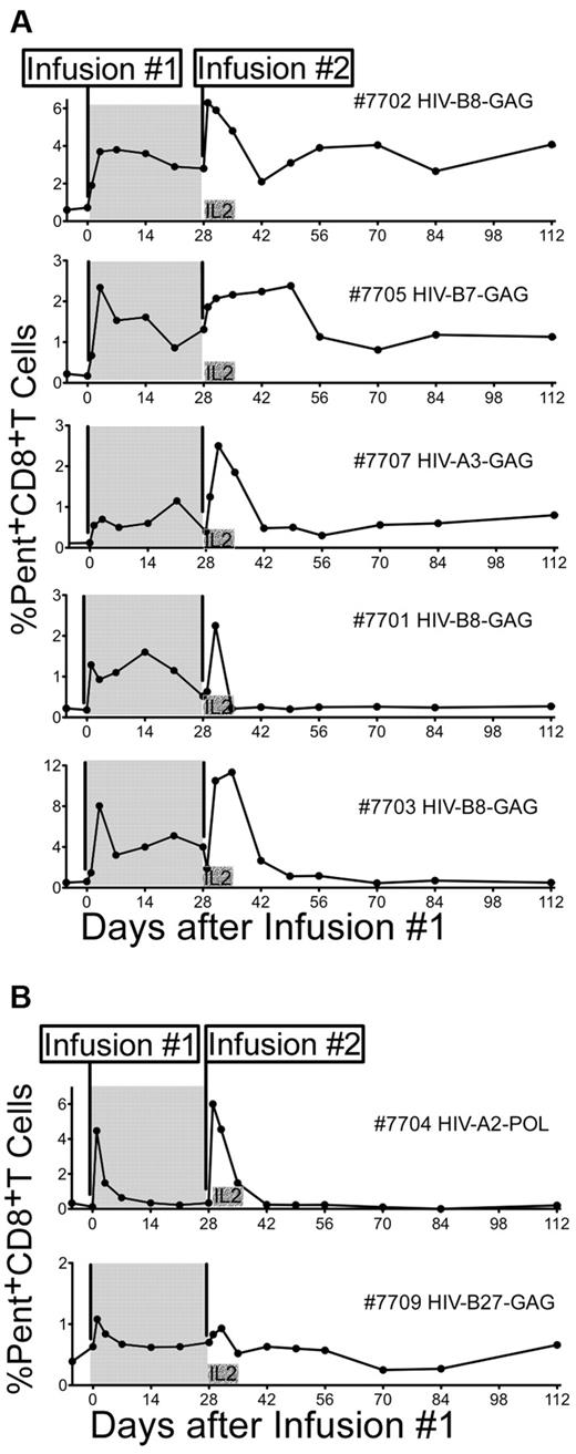 Figure 2. In vivo persistence of HIV-specific CD8+ T-cell clones isolated from CD28-expressing CD8+ T-cell lines. (A shaded area) The percentage of pentamer+CD8+ T cells (x-axis) detected in PBMCs collected −7 days (+/−2 days), immediately before and after infusions are shown for 5 (7701, 7702, 7703, 7705, and 7707) of 7 infused HIV-specific CD8+ T-cell clones that showed persistence for ≥ 21 days after the first infusion. Persistence was calculated as the last time point at which pentamer+CD8+ T cells were 2 times background levels or > 0.1%. (A nonshaded area) The percentage of pentamer+CD8+ T cells after each infusion and up to 112 days after the first infusion is shown for the same patients. (B) Two patients (7704 and 7709) that showed a rapid disappearance of the infused clones within 3 days of both infusions are shown.