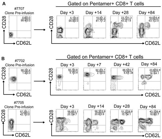 Figure 3. Adoptively transferred HIV-specific CD8+ T cells show phenotypic characteristics associated with CD8+ Tcm over time after transfer in vivo. (A) Expression of CD28 (x-axis) and CD62L (y-axis) on pentamer+ cells from patient 7707 before and after transfer. The phenotype of pentamer+ T cells (A*0301/QVPLRPMTYK-HIV-NEF) analyzed by flow cytometry 3, 14, 28, and 84 days after the second infusion are shown. Percentages of pentamer+CD8+ T cells that express CD28 and CD62L in each gated quadrant are shown in the top right aspect of each plot. (B top panel) Expression of CD28 (x-axis) and CD62L (y-axis) on pentamer+CD8+ T cells (B*0801/GEIYKRWII-HIV-GAG) from patient 7702 obtained 3, 7, 42, and 84 days after the second infusion. (B bottom panel) Pentamer+CD8+ T cells (HLA B*0702/IPRRIRQGL-HIV-ENV) from patient 7705 obtained 3, 14, 28, and 84 days after the second infusion.