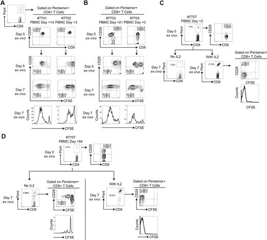 Figure 5. Adoptively transferred HIV-specific CD8+ T cells that express CD28 are capable of proliferation after specific Ag exposure in the absence of supplemental exogenous cytokines. All plots are gated on pentamer+ T cells or as otherwise indicated. (A-B) PBMCs from patients 7701 and 7702 collected, respectively, 14 and 3 days after the first infusion and PBMCs from patients 7703 and 7705 collected, respectively, 21 and 3 days after the first infusion were stained with CFSE and incubated in the presence of cognate peptide (B*0801/GEIYKRWII-HIV-GAG for 7701-7703 and B*0702/IPRRIRQGL-HIV-ENV for 7705). Expression of CD28 on pentamer+CD8+ T cells (plots in the top row) is shown. Plots in the second and third rows show CFSE dilution after 5 and 7 days ex vivo (x-axis) relative to CD28 expression (y-axis). Dilution of CFSE after 7 days ex vivo is shown (histogram, bottom row). (C) Pentamer+CD8+ T cells in PBMCs from patient 7707 collected 3 days after the second infusion and after 7 days of ex vivo stimulation with cognate peptide (A*0301/QVPLRPMTYK-HIV-NEF; left panel). The same experiment performed with the addition of exogenous IL-2 50 IU/mL (right panel). (D) CFSE dilution of detected pentamer+CD8+ T cells PBMC from patient 7707 collected 84 days after the second infusion and after 7 days of ex vivo stimulation with cognate peptide with (right panel) or without IL-2 (left panel).