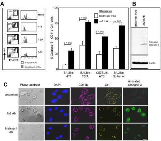 Figure 3. MDSCs undergo apoptosis and express activated caspase3 when treated in vitro with the Fas agonist antibody Jo2. Leukocytes from the blood of tumor-free or tumor-bearing mice were cultured for 24 hours with Fas agonist Jo2 antibody or irrelevant control antibody, harvested, and labeled for Gr1, CD11b, and cleaved caspase3, and the Gr1+CD11b+ cells were gated and analyzed for cleaved caspase3. (A) Flow cytometric staining of labeled cells from representative individual mice (left) and percentage of CD11b+Gr1+ cells expressing cleaved caspase3 from 6 mice/group (right). Average +SD of 2 experiments; P values were calculated with the Mann-Whitney test. (B) Jo2 or irrelevant control mAb-treated MDSCs were lysed, and the lysates were electrophoresed on 12% SDS-PAGE gels, transferred to nitrocellulose, and probed for activated caspase3. The blots were stripped and then reprobed for β-actin. (C) Leukocytes from 4T1 tumor-bearing BALB/c mice were treated with Jo2 or irrelevant mAb; stained with DAPI and with mAbs to Gr1 (Alexa700), cleaved caspase3 (FITC), and CD11b (Alexa-647); and analyzed by confocal microscopy. Bar = 10 μm.