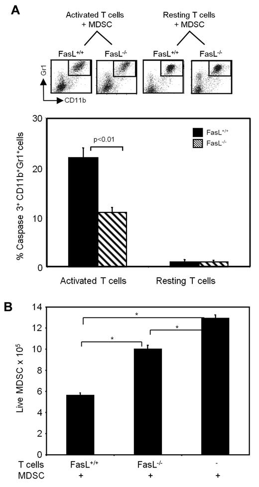 Figure 4. MDSCs undergo apoptosis by the caspase3 pathway when cocultured with activated FasL+ T cells. Purified splenic T cells from FasL+/+ or FasL−/− mice were incubated in anti-CD3–coated T flasks at 37°C (“activated”) or 4°C (“resting”). Blood MDSCs (> 90% Gr1+CD11b+ cells) were added 6 hours later, and the flasks were incubated for an additional 16 hours. (A) Cells were then stained with mAbs to CD11b, Gr1, and cleaved caspase3. (Top) Gating of Gr1+CD11b+ cells from individual mice. (Bottom) Average percentage of CD11b+Gr1+ cells expressing cleaved caspase3. Data are average + SD of 2 experiments; n = 6 mice/group. (B) At the end of the 16-hour culture, cells were stained with trypan blue, and the absolute number of live CD11b+Gr1+ cells was determined. Cells were pooled from 3 mice/group, data are average + SD of triplicates. *P < .01. Percentage of live MDSCs = (total trypan blue negative cells) × (percentage of Gr1+CD11b+ cells as assessed by flow cytometry).