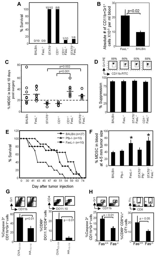 Figure 5. Resistance to metastatic disease and MDSC regression require FasL. (A) Resistance to metastatic disease requires host cell expression of FasL. BALB/c, FasL−/−, STAT6−/−, CD1−/−, CD1−/−FasL−/−, and STAT6−/−FasL−/− mice were inoculated on day 0 in the mammary gland with 7000 4T1 tumor cells. Primary tumors were removed 3-4 weeks later when metastatic disease was established, and mice were followed after surgery for survival. Numbers indicate the number of mice surviving > 247 days/total number of mice/group. Data are the pooled results of 2 independent experiments. (B) FasL−/− mice contain elevated levels of MDSCs. Data are the average + SD of 5 mice/group. (C) MDSC regression requires host cell expression of FasL. The BALB/c, FasL−/−, STAT6−/−, CD1−/−, CD1−/−FasL−/−, and STAT6−/−FasL−/− mice of Figure 5A were bled 10-12 days after removal of their primary tumors, and the percentage of Gr1+CD11b+ MDSCs in the blood was determined by flow cytometry. Dotted line represents the average percentage of Gr1+CD11b+ cells in the blood of tumor-free mice; solid lines represent the average percentage of Gr1+CD11b+ cells in each group. Each ○ represents an individual mouse. Data are pooled from 2 independent experiments. (D) Gr1+CD11b+ cells from postsurgery BALB/c, FasL−/−, STAT6−/−FasL−/−, and CD1−/−FasL−/− mice are equally suppressive. Gr1+CD11b+ cells from the peripheral blood of 4T1 tumor–bearing mice were cocultured with DO11.10 splenocytes and cognate (OVA323-339) peptide. T-cell activation was assessed by 3H-thymidine incorporation. Average +SD of 4 independent experiments for BALB/c and 2 independent experiments for FasL−/−, CD1−/−FasL−/−, and STAT6−/−FasL−/−mice. (E) Postsurgery resistance to 4T1-induced metastatic disease is perforin dependent. BALB/c, FasL−/−, and Pfp−/− mice were inoculated on day 0 in the abdominal mammary gland with 7000 4T1 tumor cells. Primary tumors were removed 3-4 weeks later when metastatic disease was established, and mice were followed after surgery for survival. Data are pooled from 5 independent experiments for BALB/c (n = 27 mice) and from 3 independent experiments for Pfp−/− and FasL−/− mice (n = 10 mice for each group). Pfp−/− mice survived significantly shorter than wild-type and FasL−/− mice (P < .01 by log-rank test). (F) FasL is required for MDSC reduction. BALB/c, Pfp−/−, FasL−/−, STAT6−/−Pfp−/−, and STAT6−/−FasL−/− mice were inoculated in the abdominal mammary gland with 7000 4T1 tumor cells. When primary tumors were 4-5 mm in diameter, the mice were bled, and the percentage of Gr1+CD11b+ MDSCs in the peripheral blood was determined by flow cytometry. *Statistically significantly different groups (P < .05); Average +SD of 3 mice/group. (G) MDSCs apoptose in vivo in response to activated T cells. DO11.10 transgenic mice were injected subcutaneously on day 0 with cognate peptide (OVA323-339) or irrelevant peptide (HA110-119). Splenocytes were collected on day 3, depleted for RBCs, and stained for Gr1, CD11b, and cleaved caspase3 or for CD4, DO11.10 TcR, and CD69. (Top) Gated Gr1+CD11b+ and CD4+DO11.10+ cells from representative individual mice; (bottom) percentage of CD11b+Gr1+cleaved caspase3+ and percentage of activated (CD69+) CD4+DO11.10+ cells. Average +SD of 5 mice/group. Data are from 1 of 2 independent experiments. (H) Fas+/+ but not Fas−/− MDSCs apoptose in vivo in response to activated T cells. C57BL/6 Fas+/+ and Fas−/− mice were adoptively transferred with CD8+ OT-1 T cells and challenged subcutaneously with cognate peptide. Splenocytes were harvested on day 3 and analyzed according to Figure 5G for percentage of caspase3+ MDSCs and for percentage of activated (CD69+) OT-1 T cells. Average +SD of 4 mice/group.