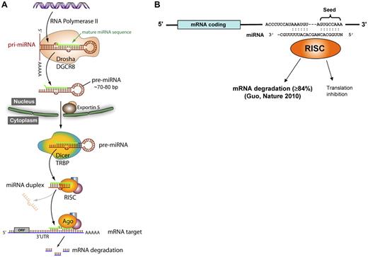 Figure 1. miRNA biogenesis and function. (A) The canonical miRNA biosynthesis pathway. Drosha indicates an RNase type III endonuclease; DGCR8, DiGeorge syndrome critical region 8; Dicer, another RNase type III endonuclease; TRBP, TAR RNA-binding protein; RISC, RNA-induced silencing complex; Ago, Argonaute 2; and ORF, open reading frame. (B) The seed region of the miRNA (bp 2-8) binds to complementary sites on the 3′-UTR of target mRNAs where it predominantly causes a decrease in mRNA levels but may also inhibit translation.
