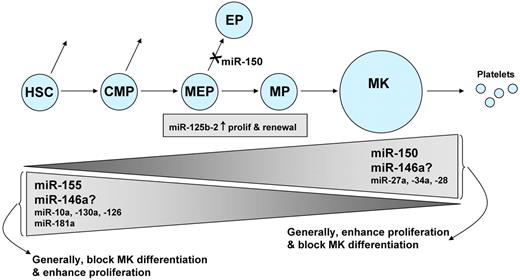 Figure 3. miRNAs and megakaryocytopoiesis. This diagram summarizes the miRNAs known to participate in megakaryocytopoiesis. Megakaryocytes (MK) originate from self-renewing HSC, which differentiate progressively into common myeloid precursors (CMP), MEPs, and megakaryocyte precursors (MP). The height of the triangles indicates the level of the miRNA, with some miRNAs decreasing during megakaryocytopoiesis, and others increasing. There is conflicting evidence regarding the role of miR-146a. Levels of miR-125b-2 do not change during progression from MEP to MP.