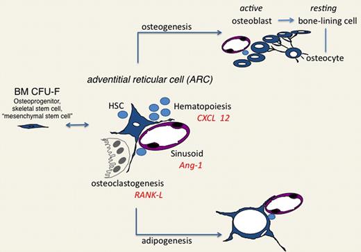 Figure 3. Adventitial reticular cell as the central organizer of the hematopoietic microenvironment/niche. The in situ counterpart of the BM CFU-F (also known as an osteoprogenitor, skeletal stem cell, or mesenchymal stem cell), ARCs, direct formation of cavities through regulation of osteoclastogenesis; contribute to the development of sinusoids, with which they associate; interact with HSC and other hematopoietic cells; and generate osteoblasts and adipocytes, which in turn embody different functional cues for HSCs. ARCs thus integrate the regulation of hematopoiesis with the local, hormonal, and neural control of skeletal growth, remodeling, and circulation.