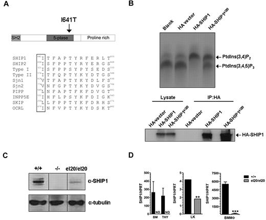 Figure 1. Identification of a missense point mutation of SHIP1. (A) Schematic of the isoleucine to threonine amino acid substitution in the 5′-phosphatase domain of SHIP1 and the corresponding conserved hydrophobic residue of other inositol 5′-phosphatases. (B) 5′-Phosphatase assay showing the conversion of PtdIns(3,4,5)P3 substrate to PtdIns(3,4)P2 product by immunoprecipitated recombinant wild-type or mutant SHIP1. The HA vector sample is included as a transfection control, and results are representative of 2 individual experiments. The HA-immunoblot of lysates and parallel HA-immunoprecipitates, on which the 5′-phosphatase assays were performed, demonstrates similar loading of SHIP1 protein. (C) Western blot for SHIP1 expression in resting SHIP1+/+, SHIP1−/−, and SHIP1el20/el20 BMMΦs. Western blot is representative of 3 independent samples for each genotype. (D) Quantitative RT-PCR for SHIP1 mRNA expression in whole bone marrow (BM), thymus (THY), sorted lineage−c-Kit+ (LK) BM cells and resting BMMΦs. All values have been normalized to expression of HPRT. Bar graphs represent the mean ± SD of 3 samples for each genotype, with the exception of LK cells, which were obtained from sorts of 3 mice for each genotype. **P < .01, 2-tailed Mann-Whitney test. ***P < .001, 2-tailed Mann-Whitney test. ND indicates not detected.