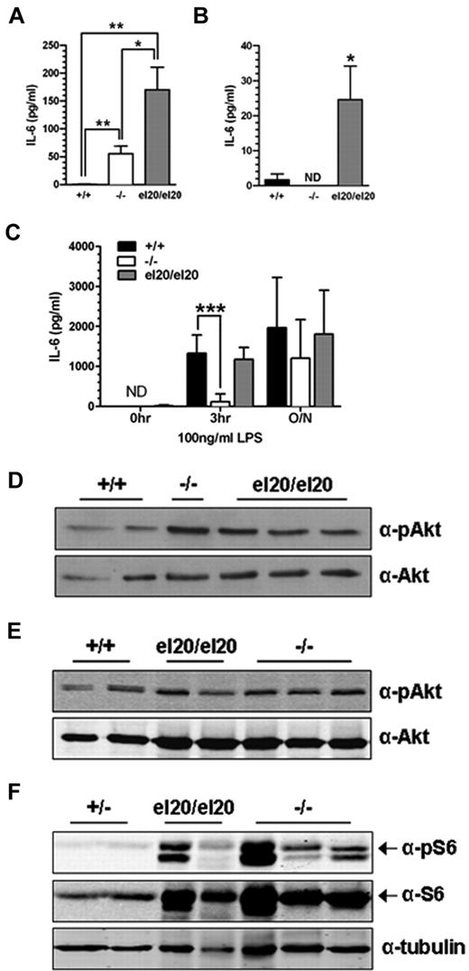 Figure 5. Increased IL-6 production and PI3K/mTOR signaling in SHIP1el20/el20 mice. (A) IL-6 levels in serum from 4- to 5-week-old mice. Bar graph represents the mean ± SD of at least 3 mice for each genotype. *P < .05, 2-tailed Mann-Whitney test. **P < .01, 2-tailed Mann-Whitney test. (B) IL-6 levels in resting BMMΦs. Bar graph represents the mean ± SD of at least 6 samples for each genotype. *P < .05, 2-tailed Mann-Whitney test compared with SHIP1+/+ control. ND indicates not detected. (C) IL-6 levels in resting BMMΦs after stimulation with LPS for the indicated times. Bar graph represents the mean ± SD of 6 independent samples for each genotype. ***P < .001, 2-tailed Mann-Whitney test compared with SHIP1+/+ control. ND indicates not detected. (D) Western blot for pAkt Ser473 and total Akt in resting BMMΦs. (E) Western blot for pAkt Ser473 and total Akt in freshly isolated BAL cells from the same mice used for panel D. (F) Western blot for pS6 and total S6 in freshly isolated BAL cells from the same mice used for panel D except for the controls, which were from SHIP1+/− heterozygous mice.
