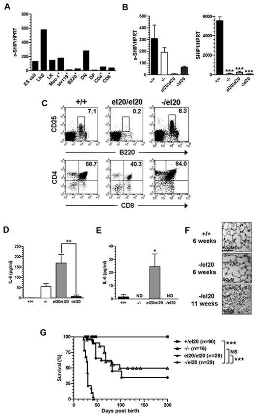 Figure 6. The el20 mutation leads to loss of expression of both SHIP1 and the s-SHIP isoform. (A) Quantitative RT-PCR for s-SHIP mRNA expression in wild-type sorted hematopoietic cell subsets. Sorted cell subsets were obtained from pools of at least 3 mice. All values have been normalized to expression of HPRT. LKS indicates lineage−c-Kit+Sca-1+; LK, lineage−c-Kit+; DN, CD4−CD8− double-negative thymocytes; and DP, CD4+CD8+ double-positive thymocytes. (B) Quantitative RT-PCR for s-SHIP and SHIP1 mRNA expression in BMMΦs from wild-type SHIP1+/+, SHIP1−/−, SHIP1el20/el20, and compound heterozygous SHIP1−/el20 mice. All values have been normalized to expression of HPRT. Bar graphs represent the mean ± SD of 4 samples for each genotype. ***P < .0001 using log-rank (Mantel Cox) test compared with SHIP1+/+ control. (C) Representative dot plots of bone marrow pre-B cells (top panel) and thymic T-cell subsets (bottom panel). The mean proportion for each subset was gated on live hematopoietic cells and calculated from at least 3 mice of each genotype. (D) IL-6 levels in serum of age-matched SHIP1−/el20 mice compared with SHIP1+/+, SHIP1−/−, and SHIP1el20/el20 mice shown in Figure 5A. **P < .01 by 2-tailed Mann-Whitney test. (E) IL-6 production by resting SHIP1−/el20 BMMΦs compared with SHIP1+/+, SHIP1−/−, and SHIP1el20/el20 samples shown in Figure 5B. *P < .05, 2-tailed Mann-Whitney test. ND indicates not detected. (F) Hematoxylin and eosin-stained histologic sections showing normal lungs at 6 weeks of age but consolidation of alveolar airspaces in 11-week-old SHIP1−/el20 lungs. (G) Improved survival of SHIP1−/el20 mice compared with SHIP1el20/el20 mice. Results for all other mice reproduced from Figure 2C. ***P < .0001 using log-rank (Mantel Cox) test. NS indicates not significant.