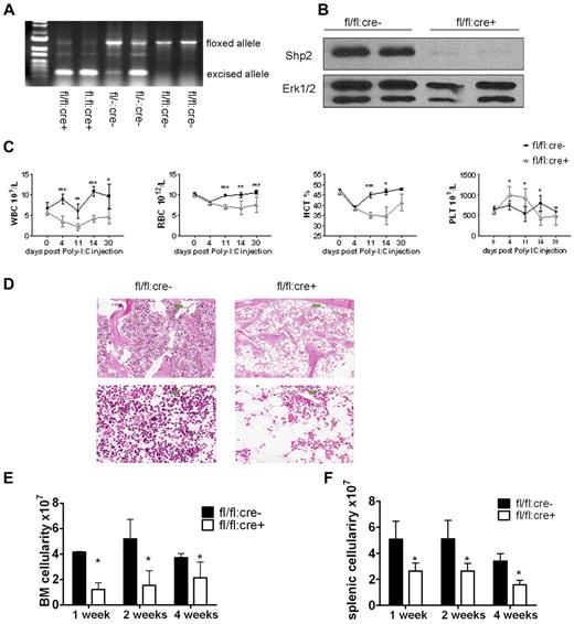 Figure 1. Inducible deletion of Shp2 in vivo leads to decreased cellularity in peripheral blood, BM, and spleen. (A) Deletion of the floxed region was verified by PCR analysis of peripheral blood cells isolated from mice 2 weeks after final Poly-I:C injection. (B) Deletion of Shp2 in BM was verified by immunoblotting at 2 weeks after final Poly-I:C injection. Erk was used as loading control. (C) Complete blood cell counting. Peripheral blood was collected at time points after final Poly-I:C injection (n = 5-9). HCT indicates hematocrit; PLT, platelet; RBC, red blood cells; WBC, white blood cells. (D) Representative H&E staining of trabecular femur 2 weeks after final Poly-I:C injection indicates a severe hypocellular phenotype in fl/fl:cre+ BM. Top panels show images scanned by ScanScope Digital Slide Scanners with 100× magnification. Bottom panels scanned with 400× magnification. (E) BM cellularity decreased significantly in fl/fl:cre+ mice starting from 1 week after final Poly-I:C injection (n = 3-15). (F) Splenic cellularity in the mutant animal was significantly reduced. Time points were after final Poly-I:C injection (n = 3-4). ***P < .001, **P < .01,*P < .05, error bars are SD; see also supplemental Figure 1.