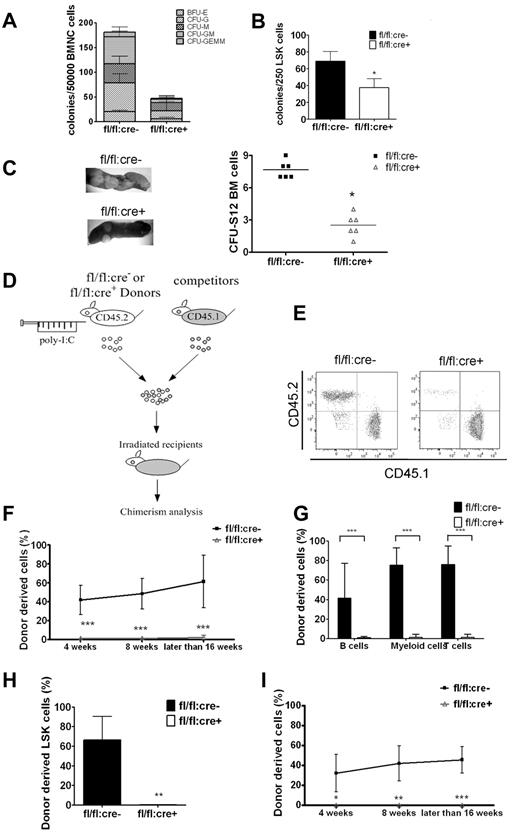 Figure 3. Shp2 ablation results in significant decrease in BM HSCs/progenitors. (A, B) In vitro CFU assays for whole BM cells or purified LSK cells. 50 000 BM (A) or 250 sorted LSK (B) cells were seeded on methylcellulose medium Methocult 3434 (StemCell Technologies Inc) with cytokines for 14 days before colony numeration. (n = 3-6). (C) Representative spleen colonies from CFU-S day 12 assay. Quantification of CFU-S12 suggests a decrease of HSCs and multipotent progenitors (n = 5-6). (D) Competitive reconstitution strategy 1: injection first/transplantation later. Donor mice were treated with poly-I:C before BM transplantation. (E) Representative FACS plots illustrate BM chimerism in 1:1 donor versus competitor reconstitution assay. (F) Percentage of CD45.2 donor derived cells using 1:1 donor to competitor ratio (n = 6-10). (G) Percentage of CD45.2 donor-derived cells within different lineages in 1:1 ratio competitive reconstitution (n = 4-5). (H) Shp2Δ/Δ BM contributes to less than 1% of LSK chimerism in 1:1 ratio competitive reconstitution (n = 4). (I) 500 sorted LSK cells were transplanted into lethally irradiated recipients in competition with 5 × 105 CD45.1 cells in the injection first/transplantation later setting. Peripheral chimerism was analyzed at indicated time points. fl/fl:cre− LSK cells barely gave rise to any peripheral blood cells (n = 4-5). ***P < .001, **P < .01,*P < .05, error bars are SD; see also supplemental Figure 2.