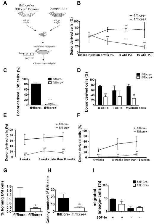 Figure 4. Homing defect in Shp2Δ/Δ BM cells. (A) Competitive reconstitution strategy 2: transplantation first/injection later. The recipient mice were treated with poly-I:C after BM transplantation. (B) Percentage of CD45.2 donor-derived cells using 1:1 donor to competitor ratio with poly-I:C injection after transplantation (n = 4-7). (C) Shp2Δ/Δ BM contributed significantly less LSK cells in the 1:1 ratio competitive reconstitution experiment (n = 3). (D) Percentage of CD45.2 donor-derived cells within different lineages in 1:1 ratio competitive reconstitution (n = 3). (E) Declined reconstitution efficacy of Shp2Δ/Δ BM cells in the secondary transplantation (n = 4-6). (F) Sorted LSK cells were used as donor cells in the transplantation first/injection later competitive reconstitution assay. Peripheral chimerism was analyzed at indicated time points (n = 4). (G) In vivo homing assays. Results were shown with percentage of homed BM cells 16 hours after transplantation (n = 4, 5). (H) Homing defects in Shp2Δ/Δ progenitors. 5 × 106 wild-type or Shp2Δ/Δ BM cells were transplanted to lethally irradiated mice. Recipient BM was harvested 24 hours later and seeded in Methocult 3434 medium (StemCell Technologies Inc). Colonies were counted on day 8 (n = 7). We used lethally irradiated but nontransplanted recipients as negative control, and no colonies were detected from the BM. Significantly fewer colonies were formed from Shp2Δ/Δ marrow transplantation, suggesting that the homing defect resides in primitive progenitors. (I) Shp2 deletion severely reduces the chemotactic response of lin− cells to SDF-1α. 106 lineage-depleted BM cells were plated in the upper chamber for migration toward 5 nm SDF-1α in the lower chamber (performed in triplicate). ***P < .001, **P < .01,*P < .05; error bars are SD.