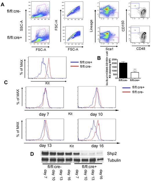 Figure 6. Kit down-regulation in SLAM marker-labeled HSCs. (A) Representative FACS plots for lin−Sca1+CD48−CD150+ staining 4 weeks post final injection indicates severe reduction of Kit expression in SLAM marker-enriched HSCs from fl/fl:cre+ BM. (B) Median fluorescence intensity (MFI) for Kit staining of lin−Sca1+CD48−CD150+ cells (n = 4). (C) FACS histogram plots illustrating Kit staining of lin−Sca1+CD48−CD150+ cells at different time points after first poly-I:C injection, indicating immediate Kit down-regulation after acute Shp2 deletion. (D) Immunoblotting of BM cells after first poly-I:C injection showed gradually increased deletion from day 7 to 16. Tubulin was used as loading control. ***P < .001, **P < .01,*P < .05, error bars are SD; see also supplemental Figure 4.