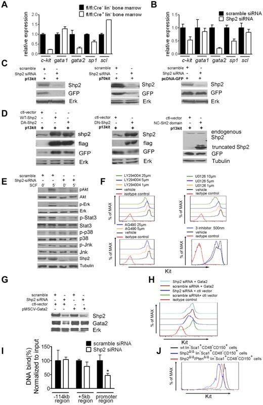 Figure 7. Shp2 modulates Kit expression through Gata2. (A, B) qRT-PCR of Kit and Kit regulatory transcription factors Scl, Sp1, Gata2, and Gata1 mRNA demonstrated consistent suppression of Kit and Gata2 transcription in primary Shp2Δ/Δ lineage− cells and Shp2 knockdown EML cells. β-actin was used as a reference gene for normalization. (C) Shp2 knockdown repressed Kit promoter activity. Constructs with Kit regulatory elements fusion to GFP reporter were transfected into HEK293 cells. Shp2 knockdown by specific siRNA lead to GFP down-regulation in both p13kit and p70kit transfectants but not GFP vector transfectant. Erk was used as loading control. (D) Enforced expression of flag-tagged wild-type (WT) and dominant-active (DA) Shp2-enhanced, dominant-negative (DN) Shp2 suppressed Kit promoter activity, with no effect for truncated Shp2 containing the 2 SH2 domains. Erk or Tubulin was used as loading control. (E) Signaling modification in Shp2 knockdown EML cells elicited by SCF. Tubulin was used as loading control. (F) Treatment of EML cells with PI3K inhibitor LY294004, MEK inhibitor U0126, or a low dose (500 nm) of LY294004, U0126, and STAT3 inhibitor AG490 led to down-regulation of Kit expression on cell surface. (G) Shp2 knockdown in EML cells suppressed Gata2 protein expression. Tubulin was used as loading control. (H) Ectopic expression of Gata2 rescued Kit down-regulation in Shp2 knockdown EML cells. (I) Quantitative analysis of Gata2 binding to the −114 kb, +5 kb, and promoter region of Kit gene by the CHIP assay. Binding of Gata2 to Kit promoter but not −114 kb or +5 kb region was significantly reduced in Shp2 knockdown EML cells. *P < .05; error bars are SD. (J) Kit staining profile of wt lin−Sca1+CD48−CD150+ cells, Shp2Δ/Δ lin−Sca1+CD48−CD150+ cells, Shp2Δ/Δ/PtenΔ/Δ lin−Sca1+CD48−CD150+ cells. At least 3 animals were examined in each group. Representative FACS plot was shown; see also supplemental Figure 5.