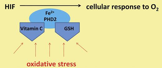 The antioxidants vitamin C and GSH have both been linked to protection of PHD enzymes from oxidant stress.