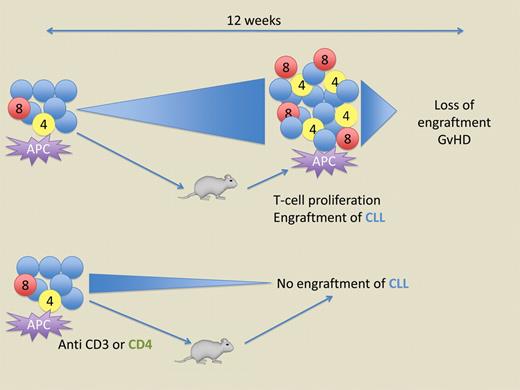 Engraftment of human CLL cells (blue) in immunodeficient mice requires allogeneic antigen presenting cell (APC)–induced proliferation of autologous CD4+ T cells (green).