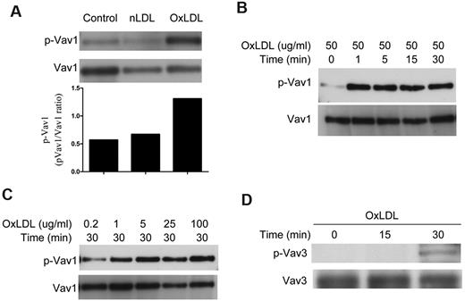 Figure 1. OxLDL induces phosphorylation of Vav1 and Vav3 in platelets. Washed human platelets (2 × 108/mL) containing 2mM CaCl2 and 1mM MgCl2 were incubated with 50 μg/mL native LDL or oxLDL for 30 minutes (A) or 50 μg/mL oxLDL over varying time points (B,D) or various concentrations of oxLDL for 30 minutes (C) and then lysed. Vav1 (A-C) or Vav3 (D) was precipitated by specific Abs and precipitates were analyzed by immunoblot with 4G10 anti-phosphotyrosine Ab. The membranes were then stripped and reprobed with Abs to the total relevant proteins to normalize the protein loaded. Results are representative of at least 3 independent experiments from different donors. nLDL indicates native LDL; and oxLDL, oxidized LDL.