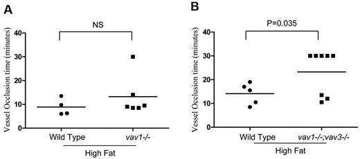 Figure 4. Vav1 and Vav3 may play redundant but critical roles in in vivo thrombus formation in mice fed high-fat diet. (A) Time to thrombotic occlusion of carotid arteries from vav1−/− mice and their age-matched wild-type mice fed high-fat diet for 2 weeks was measured after 1 minute topical application of 7.5% FeCl3. Platelets were labeled by direct injection of fluorescence dye Rhodamine 6G into the jugular vein. Thrombi formation in the carotid artery was assessed under intravital microscopy. (B) Time to thrombotic occlusion of carotid arteries from vav1−/−;vav3−/− and their age-matched wild-type mice fed high-fat diet for 4 weeks was measured after 1-minute topical application of 7.5% FeCl3.