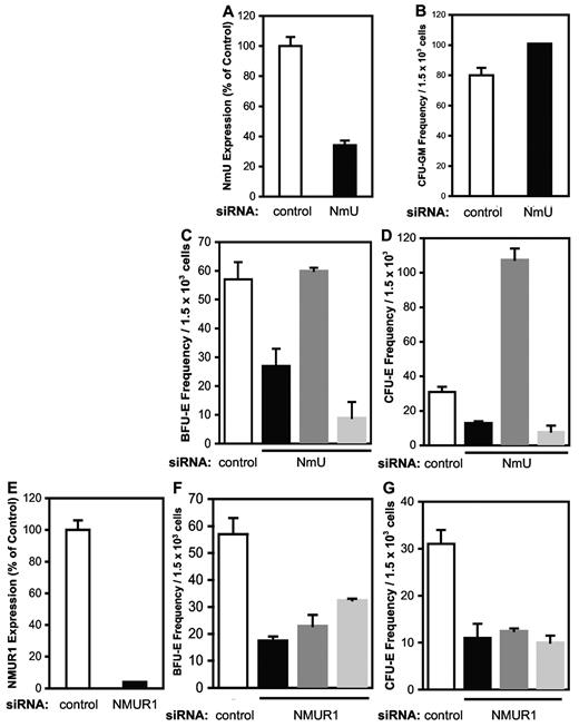 Figure 2. Exogenous NmU peptide rescues impaired BFU-E and CFU-E production from primary human CD34+ cells in which endogenous NmU is silenced. Human primary CD34+ cells nucleofected with control, NmU, or NMUR1 siRNA were cultured in methylcellulose. (A) At 24 hours after nucleofection, NmU expression was determined by quantitative real-time PCR. The data represent the mean of a triplicate determination. The frequencies of (B) CFU-GM, (C) BFU-E, and (D) CFU-E derived from control and NmU siRNA-treated CD34+ cells are presented from duplicate determinations from 2 independent experiments. White bars represent control siRNA-treated cells; black bars, NmU siRNA-treated cells; dark gray bars, NmU siRNA-treated cells cultured with exogenous NmU peptide; and light gray bars, NmU siRNA-treated cells cultured with exogenous neurotensin. (E) NMUR1 expression in CD34+ cells 24 hours after nucleofection of NMUR1 siRNA was determined by quantitative real-time PCR. The frequencies of (F) BFU-E and (G) CFU-E produced from control and NMUR1 siRNA-treated cells are presented from duplicate determinations from 3 independent experiments. The white bars represent control siRNA-treated cells; black bars, NMUR1 siRNA-treated cells; dark gray bars, NMUR1-treated cells cultured with exogenous NmU peptide; and light gray bars, NMUR1-treated cells cultured with exogenous neurotensin.