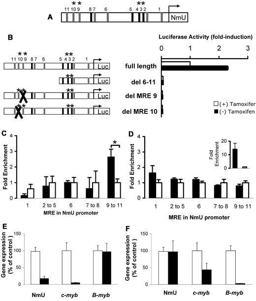 Figure 6. The human NmU promoter contains functional MREs distal to its transcription start site. (A) Schematic representation of the NmU promoter with the location of canonical MREs (black bars) and noncanonical MREs (gray bars). MRE3, MRE4, MRE9, and MRE10 are conserved between mouse and human, which are denoted with an asterisk above each MRE. The bent arrow represents the transcription start site for NmU. (B) Luciferase activity was determined using K562-MERT cells nucleofected with full-length NmU promoter, del MRE6–11, del MRE9, or del MRE10. A schematic of the promoter constructs with the locations of canonical and noncanonical MREs as well as MREs conserved between the human and mouse as described in panel A are provided to the left of the luciferase activity graph. The “X” in del MRE9 and del MRE10 indicates the deleted MRE. The luciferase activity obtained with each construct is presented as fold induction. The DNA recovered from ChIP assays with (C) c-Myb antibody or (D) B-Myb antibody was amplified with primers that flanked MREs throughout NmU's promoter. The amplified DNA with each primer set is presented as fold enrichment, which was calculated as the ratio between the enrichment obtained with either anti-c-Myb (black bars in C), anti-B-Myb (black bars in D), or nonspecific antibody (white bars in C-D) to that obtained without antibody. The results are the mean of triplicate determinations and are representative of at least 2 independent experiments. The asterisk indicates statistically significant difference in fold enrichment between the anti-c-Myb and nonspecific antibody (P < .05). (D) Inset is the fold enrichment observed when DNA recovered from B-Myb antibody and nonspecific antibody ChIP assays were amplified with primers specific for cyclin B1's promoter. The data are the mean of a triplicate determination for 2 independent experiments. (E) Relative gene expression of NmU, c-myb, and B-myb after the nucleofection with either control (white bars) or c-myb (black bars) siRNA. (F) Relative expression of NmU, c-myb, and B-myb after nucleofection with either control (white bars) or B-myb (black bars) siRNA. The data are the mean of duplicate determinations from 2 independent experiments.